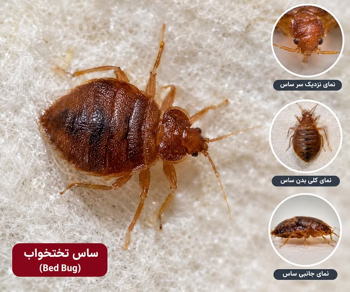 سم ساس کش تخت خوابی